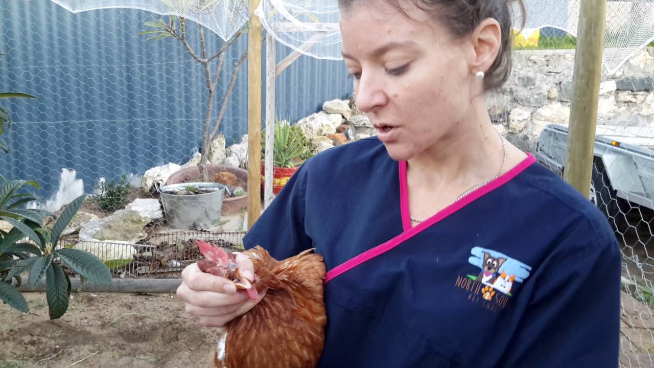 How to worm a chicken