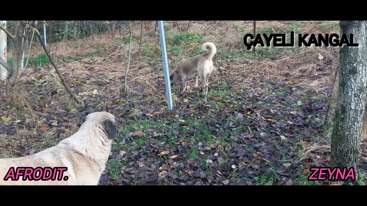 Hayvanları d&ouml;v&uuml;şt&uuml;receğinize kendiniz d&ouml;v&uuml;şsenize #animals #kangal #sivaskangalı #trkangal #kesfet