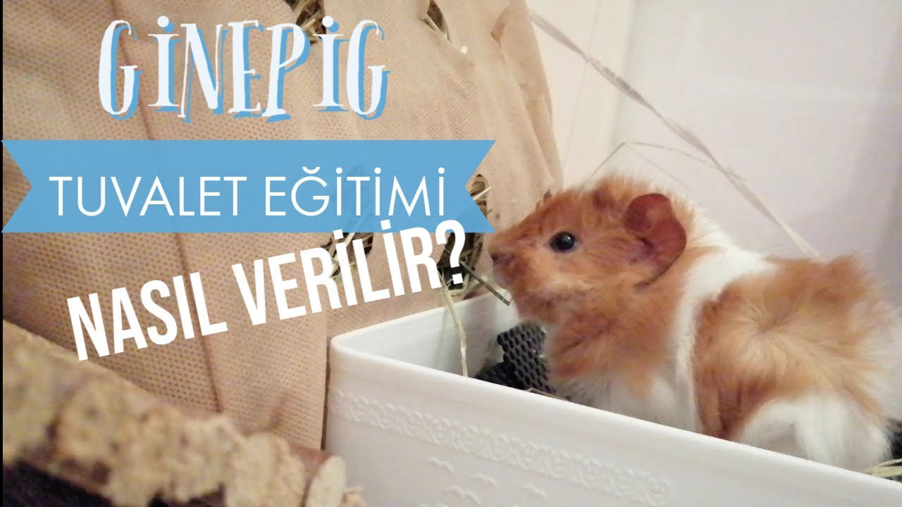 Ginepig Tuvalet Eğitimi Nasıl Verilir?