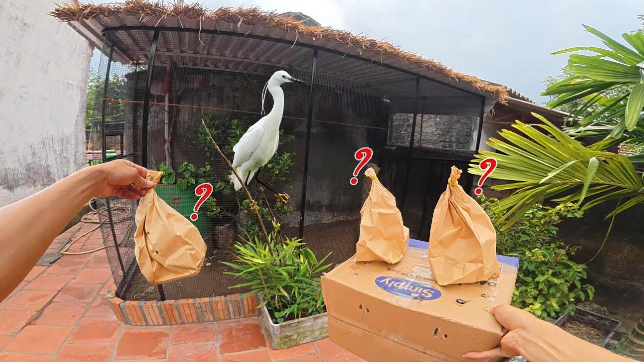 Đi Mua ChimThả Vào Avi Mới Nhận Ra Sự Thật Ph.ũ Phàng / Yêu Chim Cảnh