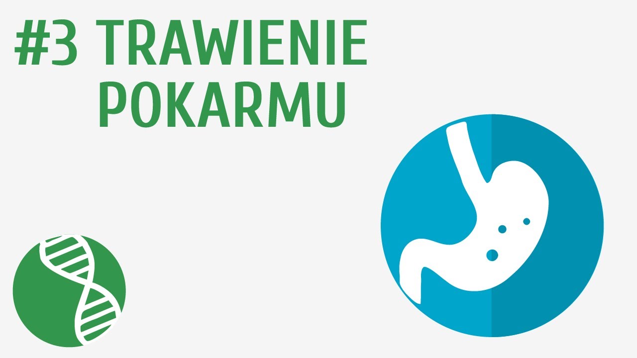 Trawienie pokarmu #3 [ Odżywianie ]