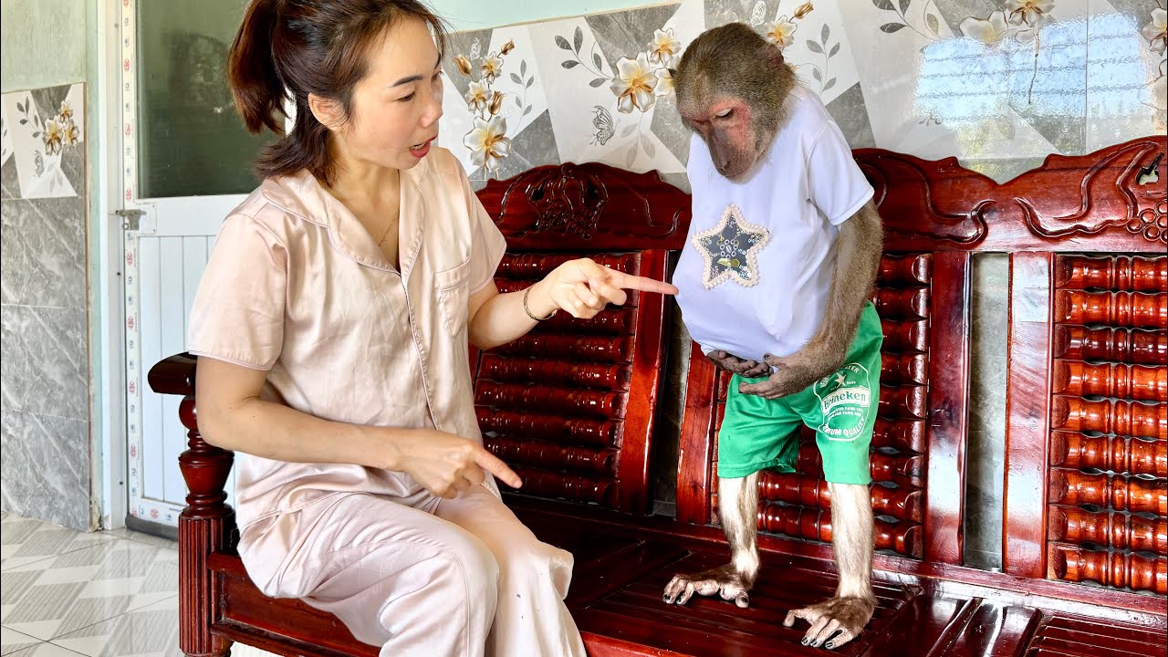 ABU monkey's unusually large belly piqued her Mom curiosity about what was i&iacute;nide.