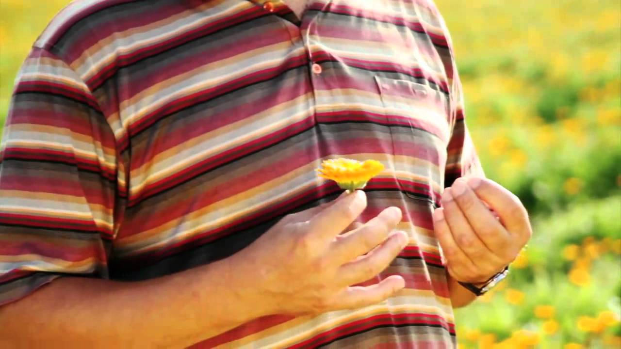 Weleda Calendula Ernte