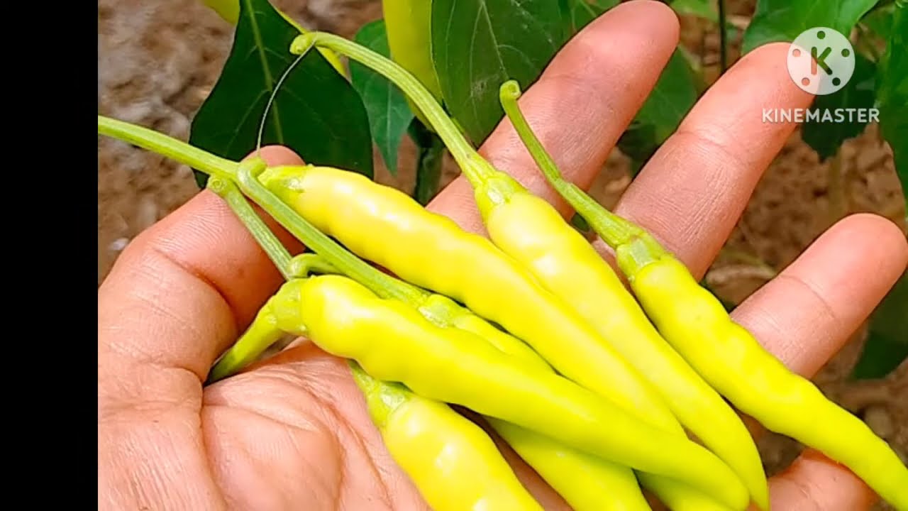 Ginataang puso ng saging with dilis
