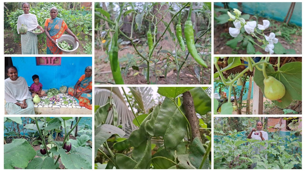 எங்க தோட்டத்தில் எவ்வளவு காய்கறி 🍐🍅🍆🌶️ /Gramathu Marumagal Priya 