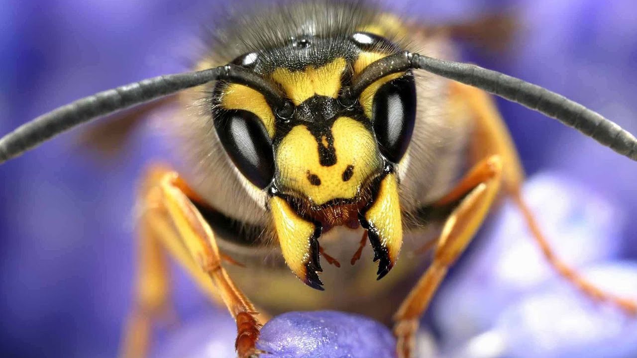 Wasp Venom Cures Cancer?!