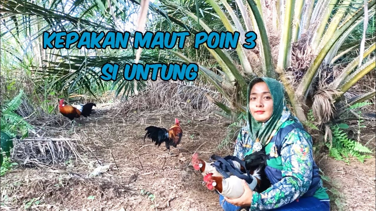 KEPAKAN PIKAT BIKIN AYAM HUTAN EMOSI Bersama Si untung poin ke 3