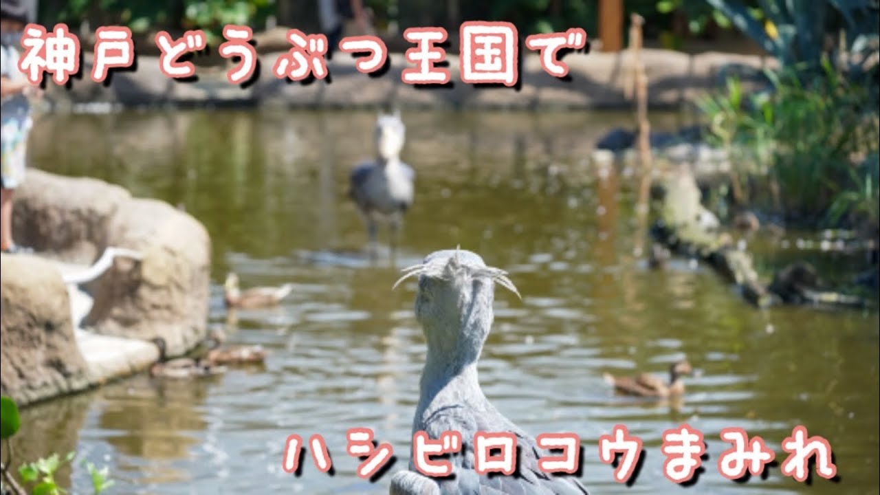 【神戸どうぶつ王国】ハシビロコウまみれ