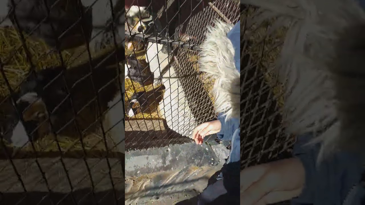 الدخول إلى حديقة الحيوانات بسطيف🐯🐯🦁🦁🐵🐺🐻