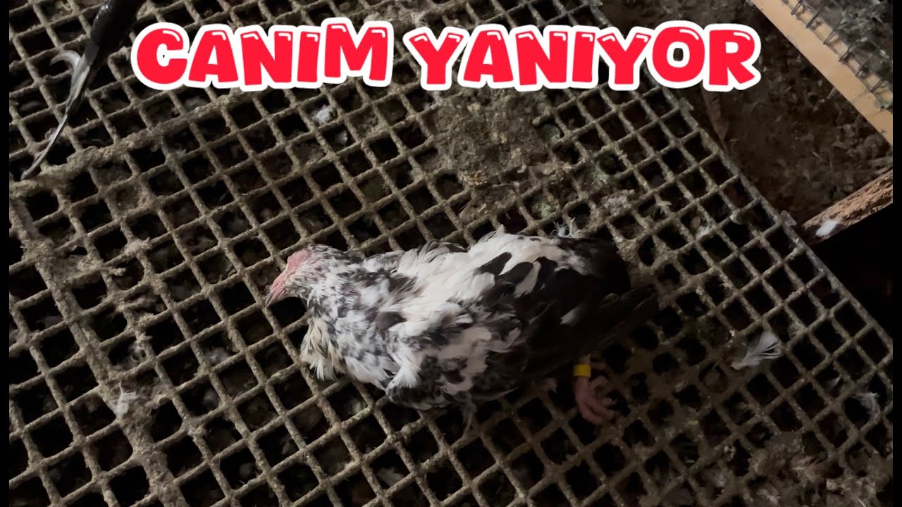 KÜMESİ AÇTIM YAVRU KEŞPİR YERDE YATIYOR ( CANIM YANIYOR ) 😭