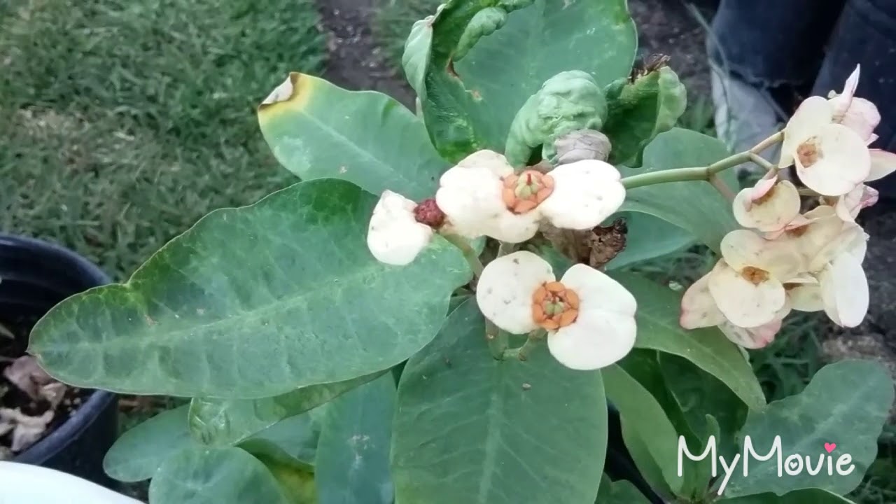 Porque Mi Coronas De Cristo Estan Deformes 😂😂
