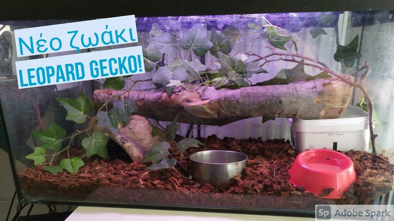 Νέα προσθήκη, Leopard Gecko!