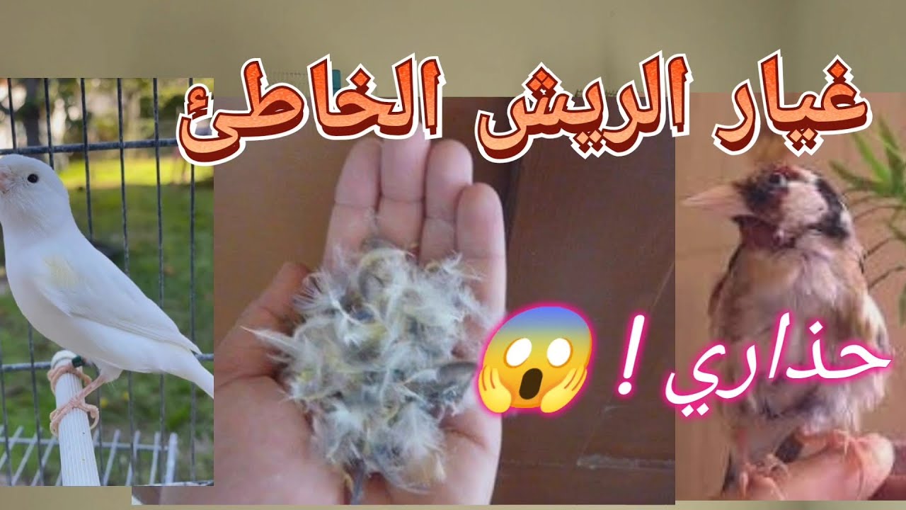 غيار الريش الجزئي عند الحسون و الكناري🪶 😱...دخول الطيور في غيار الريش ثاني لا تقلق 💪