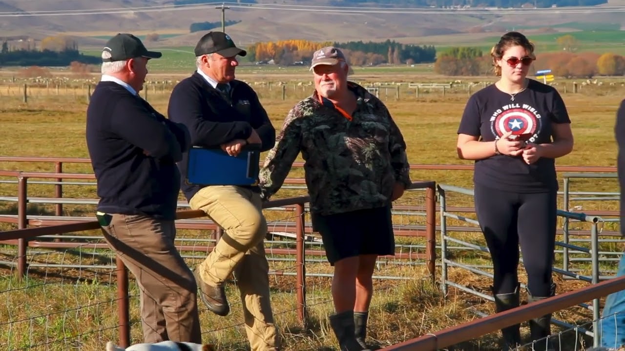 Rural Livestock - The last muster in Maniototo.