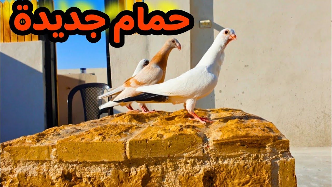 حمام جديدة على السطح وفراخ من الانتاج