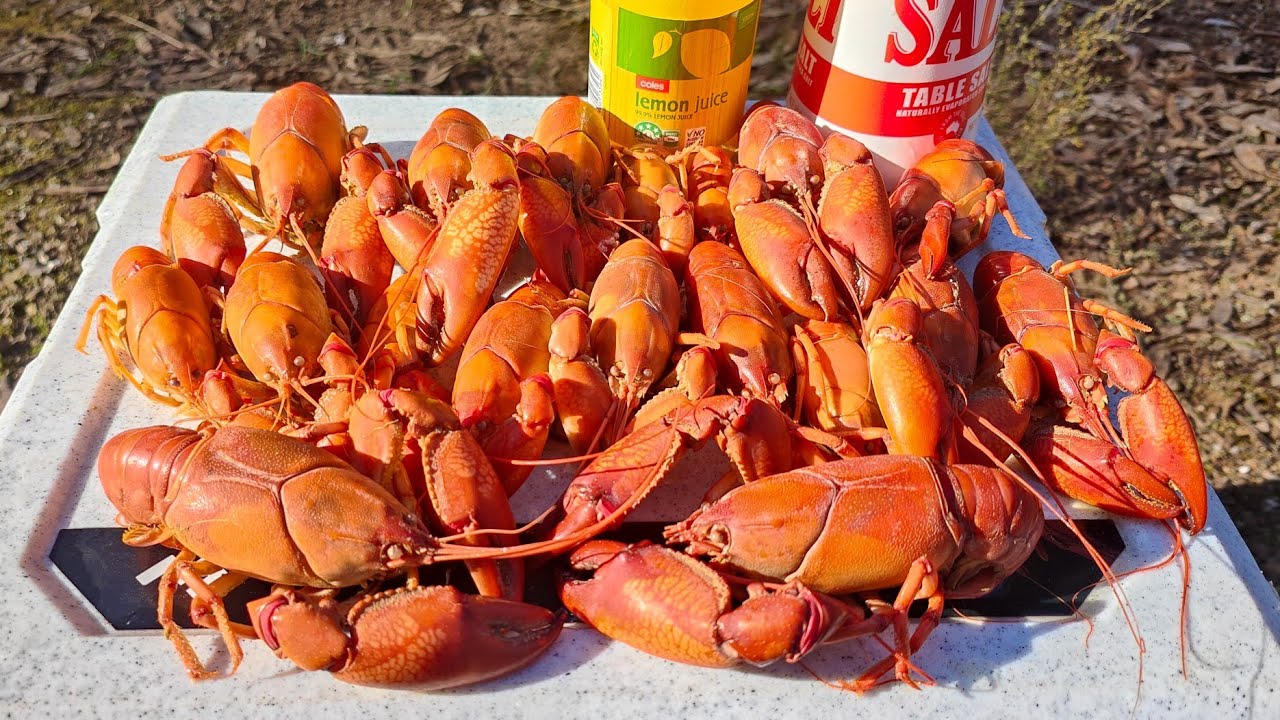 Yabby Catch And Cook, The Best Way To Cook Yabbies