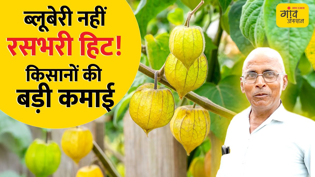 देसी बेरी: रसभरी की खेती से लाखों की कमाई! किसान की मिनी फैक्ट्री कैसे बनती है? | Gaon Junction LIVE
