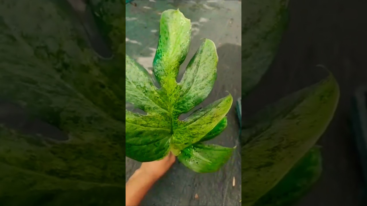Amydrium Spider Mint vs Anthurium Big Bill #amydrium #spidermint #bigbill