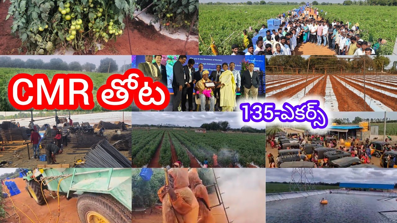 17-12-2025 CMR తోట #KOLAR #CMRTHOTA #cmrtomatocrop #tomatoprice #KOLAR #kolartomatomarketratetoday 