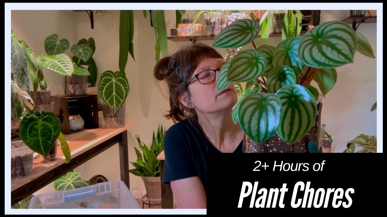 2+ Hours of Zen Plant Chores: Repotting & Rescuing 🪴✨ | Sheri's Leaves