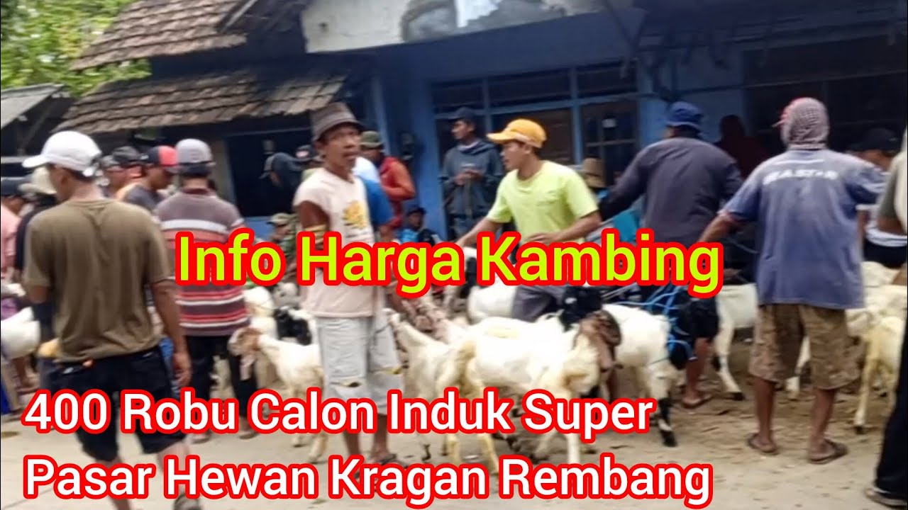 400 Ribu Calon Induk Super ‼️ Info Harga Kambing ‼️ Pasar Hewan Kragan Rembang Jawa Tengah 