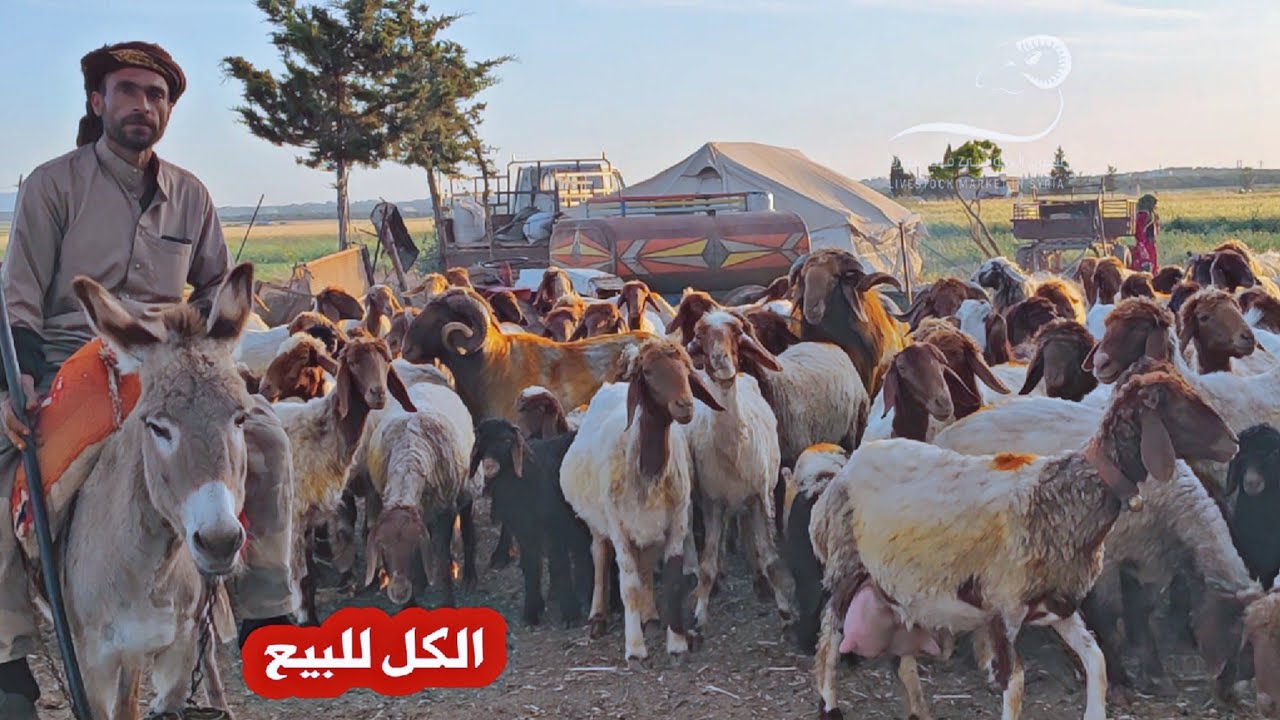 غنم مواليد بعضها من الرقة وبعضها بلدي معروضة للبيع مع الكباش المراييع والخراف والفطايم