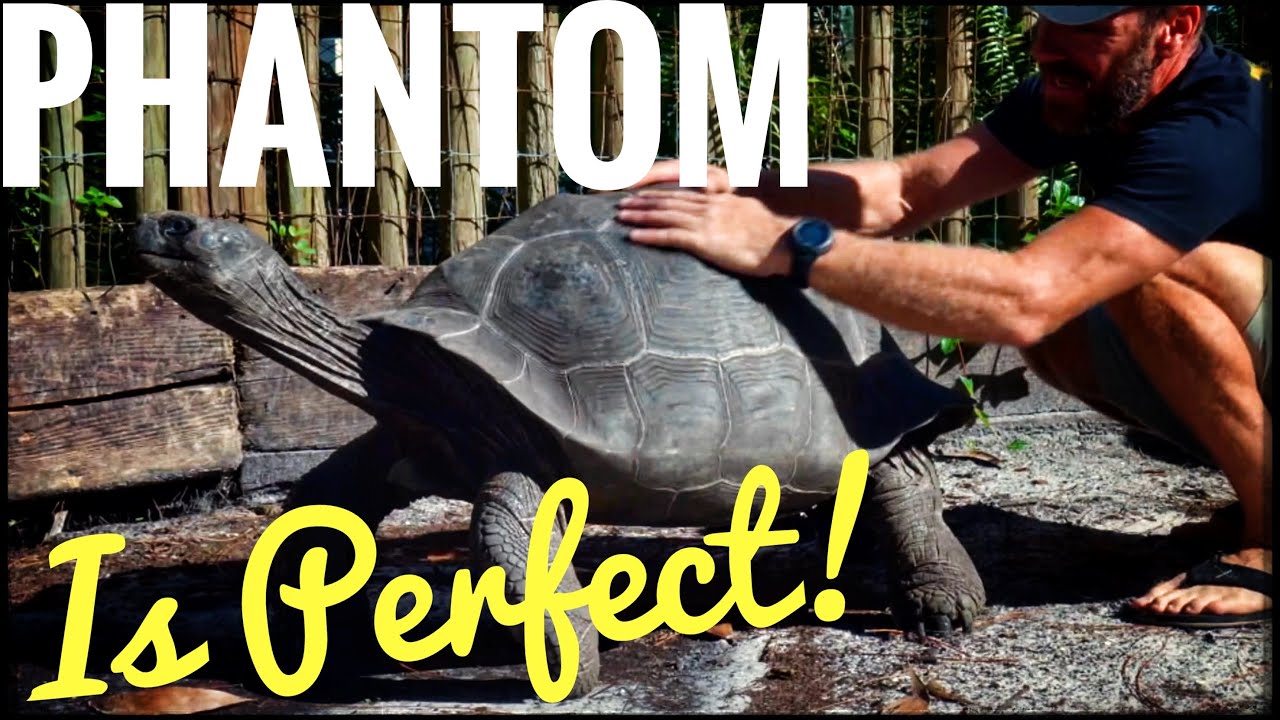 The Kamp got a NEW Galapagos Tortoise!