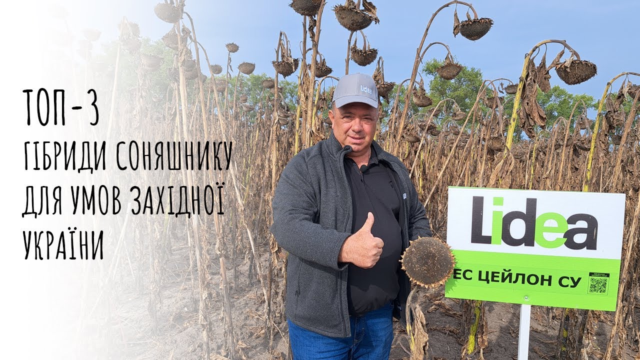 ТОП-3 гібриди соняшнику Lidea для Західної України!