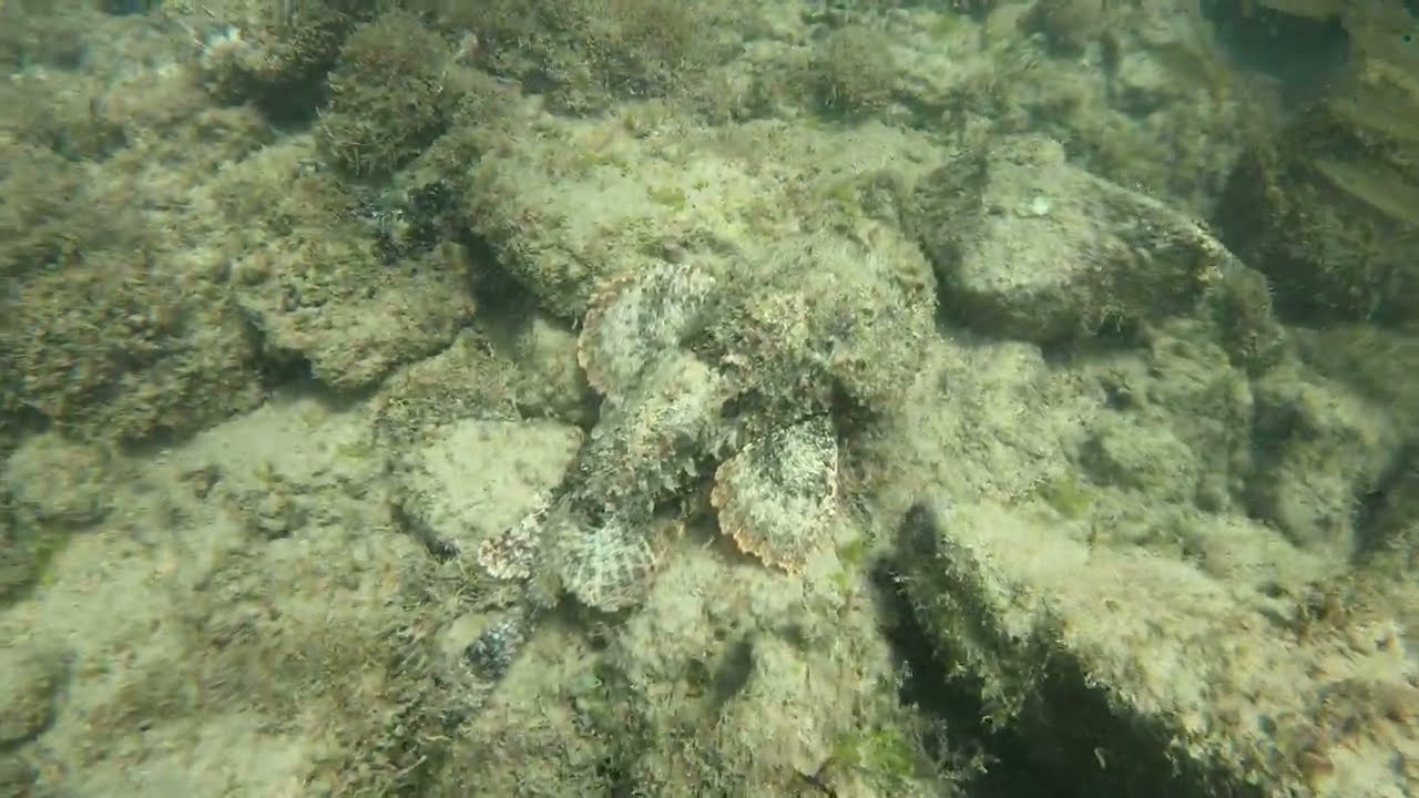 Scorpionfish - Escambron Beach - San Juan, Puerto Rico