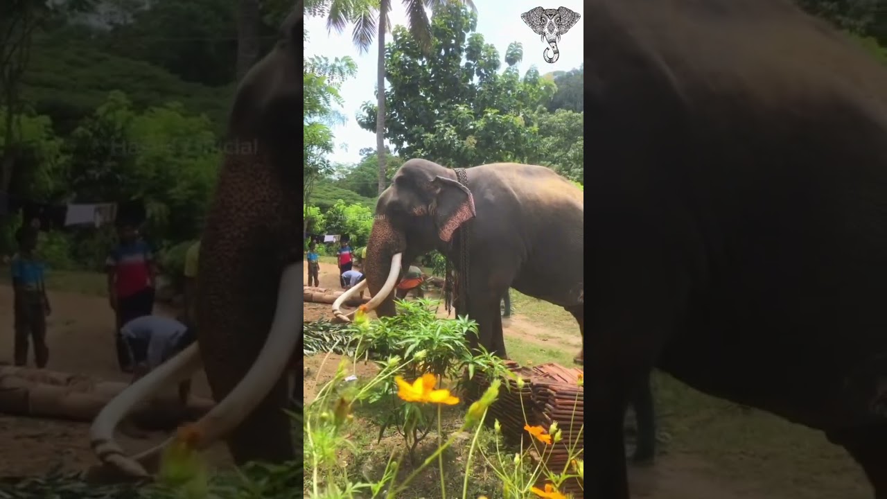 Katharagma Wasana #hasthi_official #tusker #srilanka #viralshort #1million #1000subscriber #100
