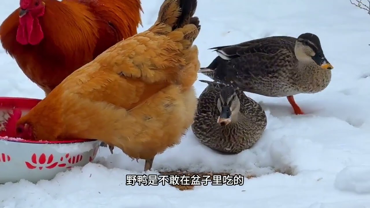 1对野鸭来小院吃食，遇上霸道的小公鸡，胆小的野鸭竟然不愿走了