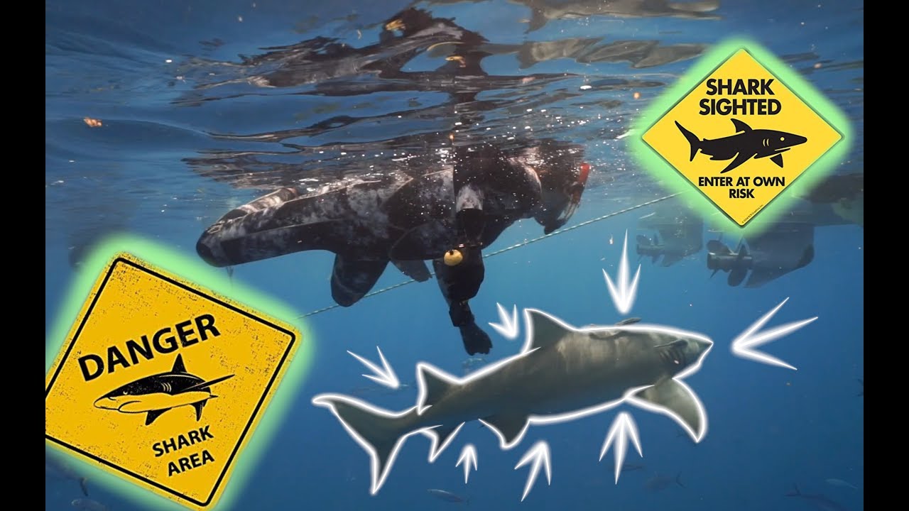 Swimming with Bull Sharks and Lemon Sharks