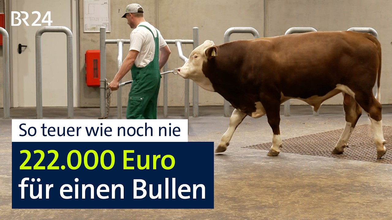 Melodie aus der Oberpfalz: Der Zuchtbulle, der alle Rekorde bricht | BR24 vor Ort