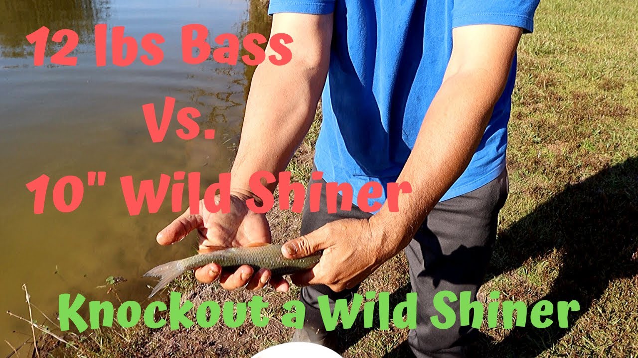 12-фунтовый окунь против 10-дюймового Wild Shiner и доставка Wild Shiners