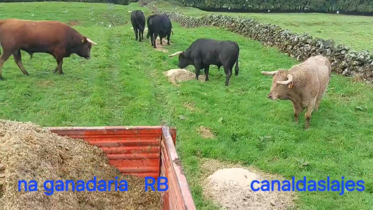 RB.  MAIS DUAS TRELAS SILHO P TRATAR DOS TOUROS E VACAS BRAVAS GANADARIA 