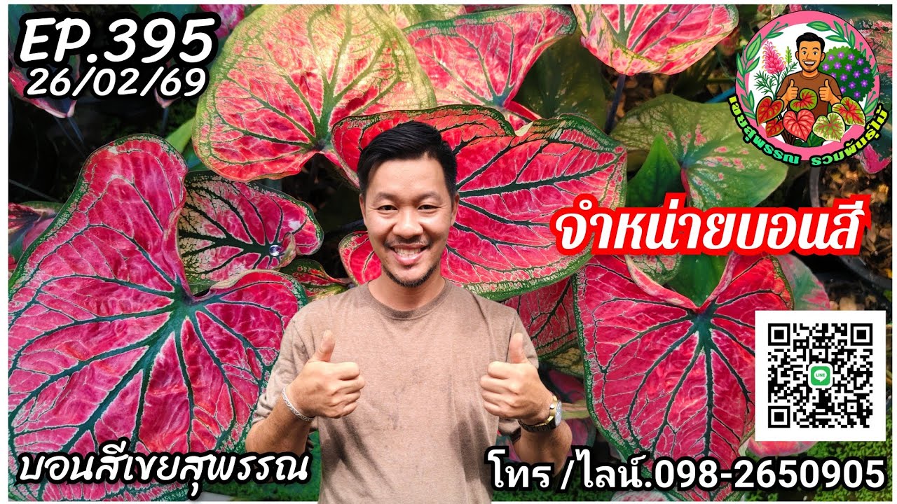 🪅คลิปใหม่🪅บอนสีเขยสุพรรณ🪅จำหน่ายบอนสีราคาถูกจัดส่งทั่วประเทศ🪅