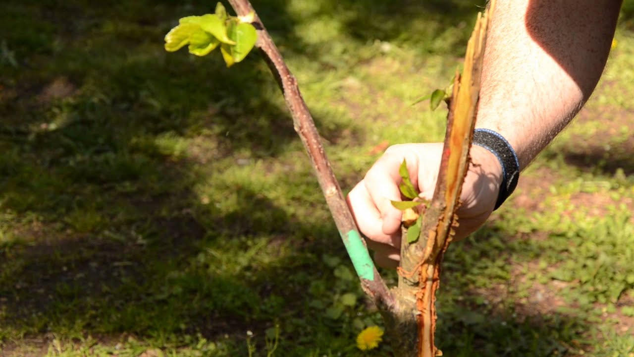 Fixing broken fruit trees