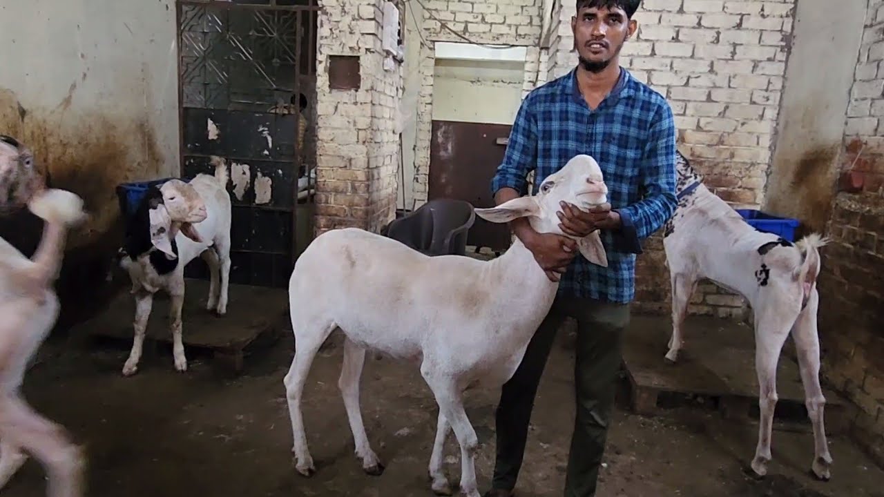 Saste Bakre Full Set Tyaar | Arham Goat Farm Vikhroli | Palai Slot Available.