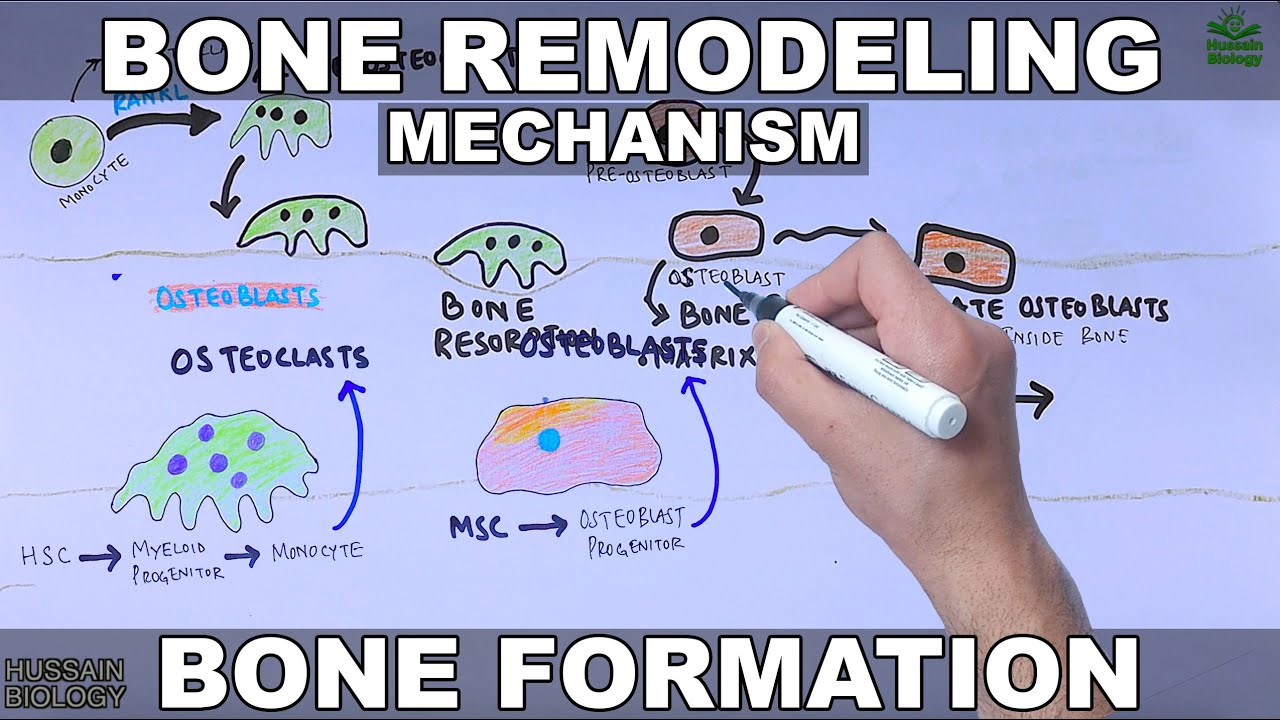 Bone Remodeling Mechanism