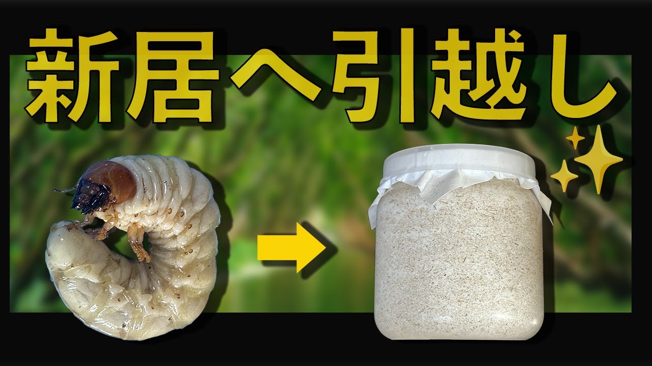 能勢YG オオクワガタ 1本目〜２本目 幼虫の菌糸ビン交換