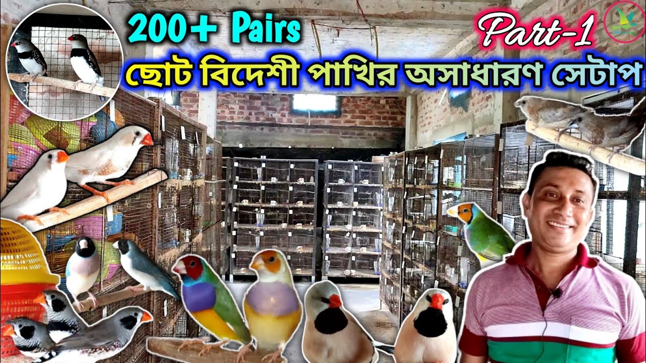 Gouldian Finch/Silver Pearl Bengalese/Star/Long-Tailed/Black Diamond/Jumbo Finch Breeding Farm Visit