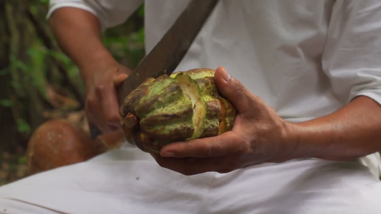 ¿CONOCES EL PRECESO DETRÁS DEL CHOCOLATE? | TURISMO TABASCO