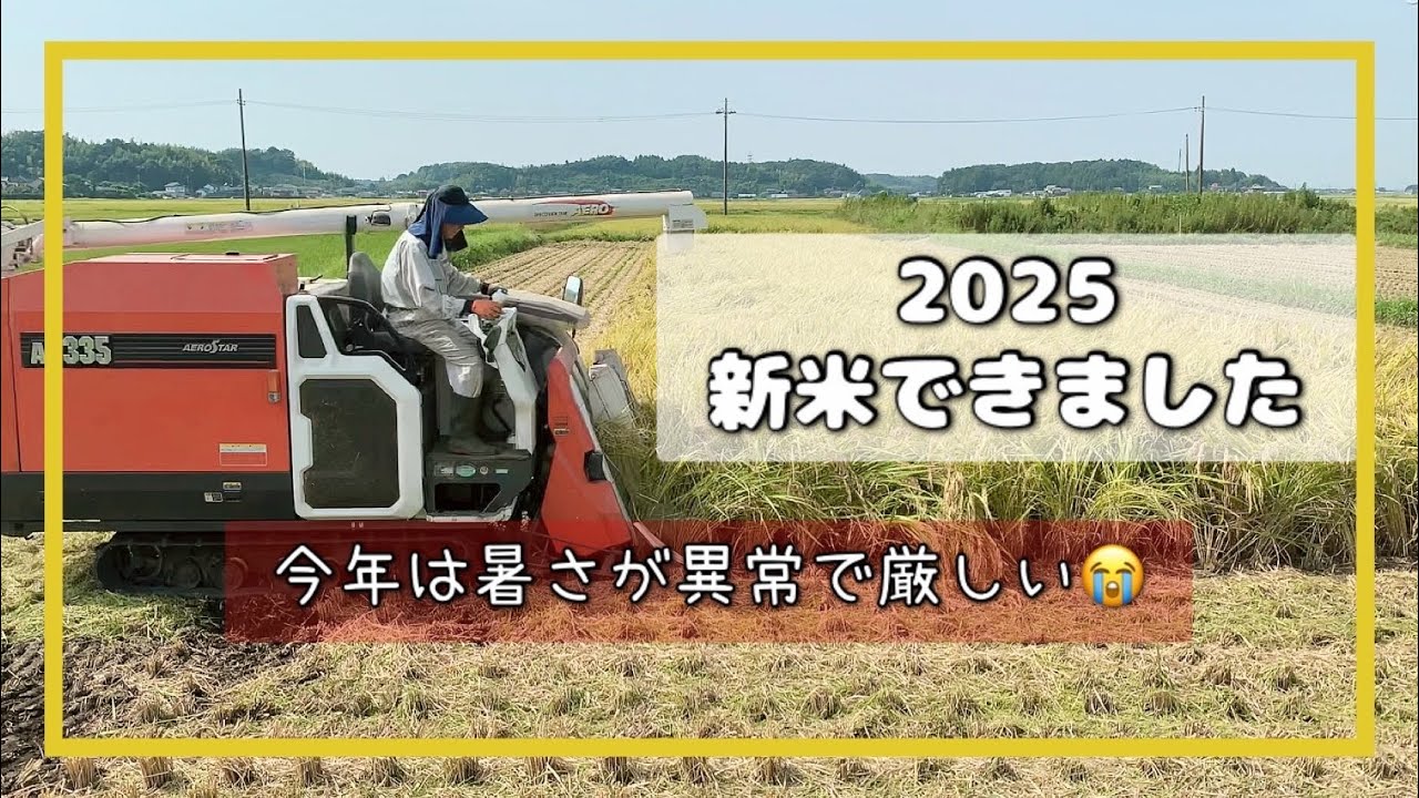 猛暑の中稲刈り始まってます🌾無事にお米ができました！