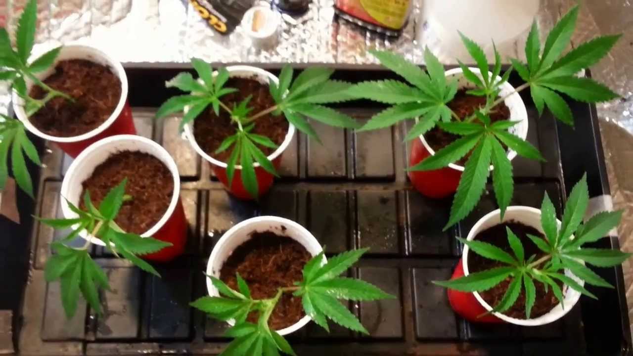 gsc perpetual after cuttings