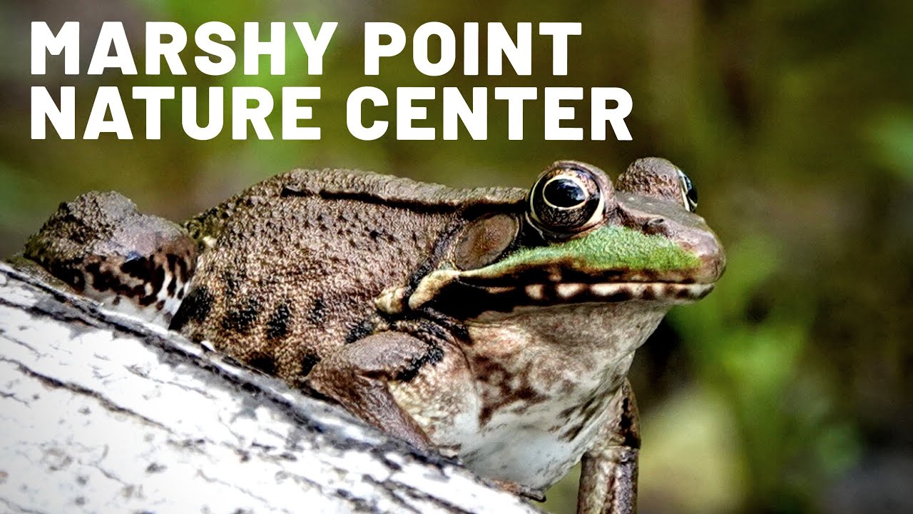 Marshy Point Nature Center  |  Middle River  |  Baltimore, Maryland