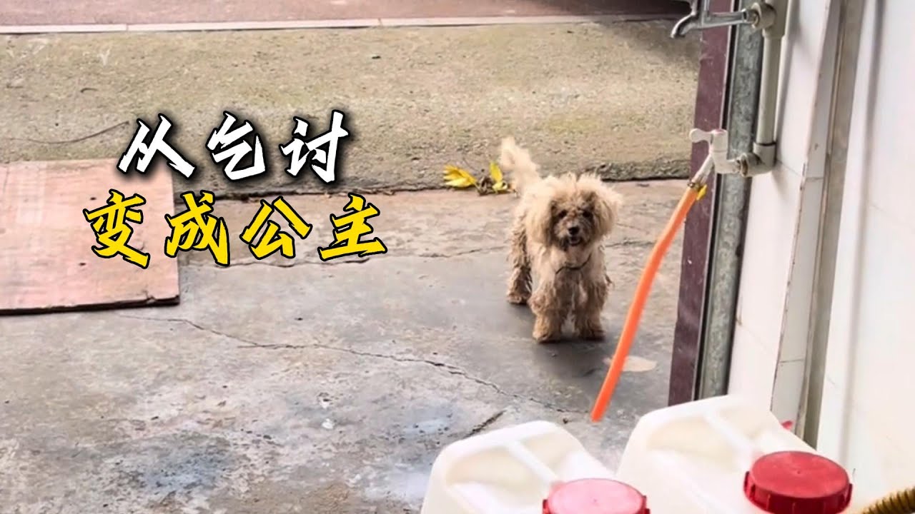 遇到老板後的三個月時間，她從乞討食物到現在被疼愛的公主