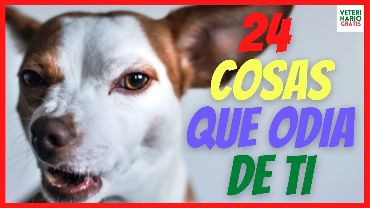 24 COSAS QUE ODIAN LOS PERROS DE LOS HUMANOS  💔 (Y TU NO LO SABES)