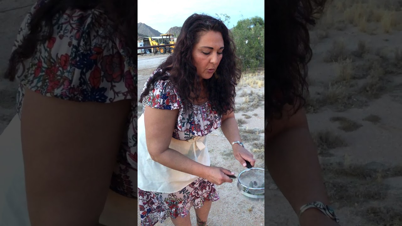 Harvesting cholla buds with Velvet Button