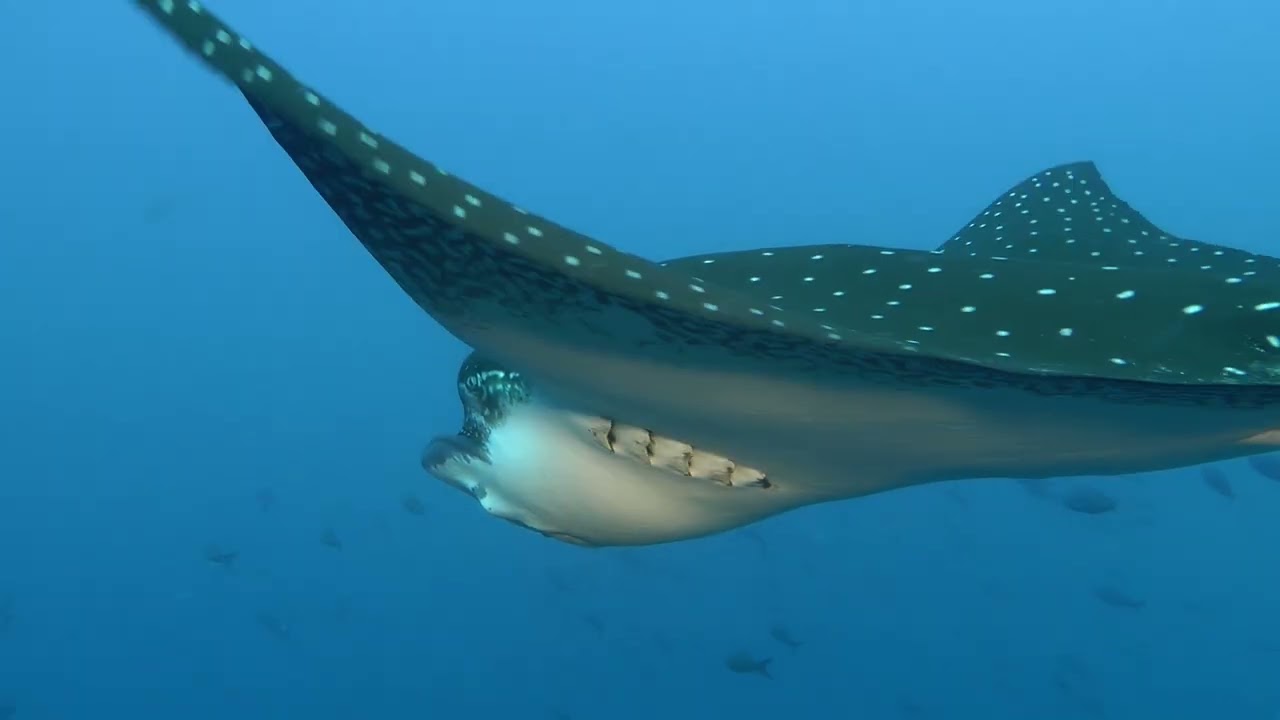 ADLERROCHEN / EAGLE RAYS /Aetobatus narinari /