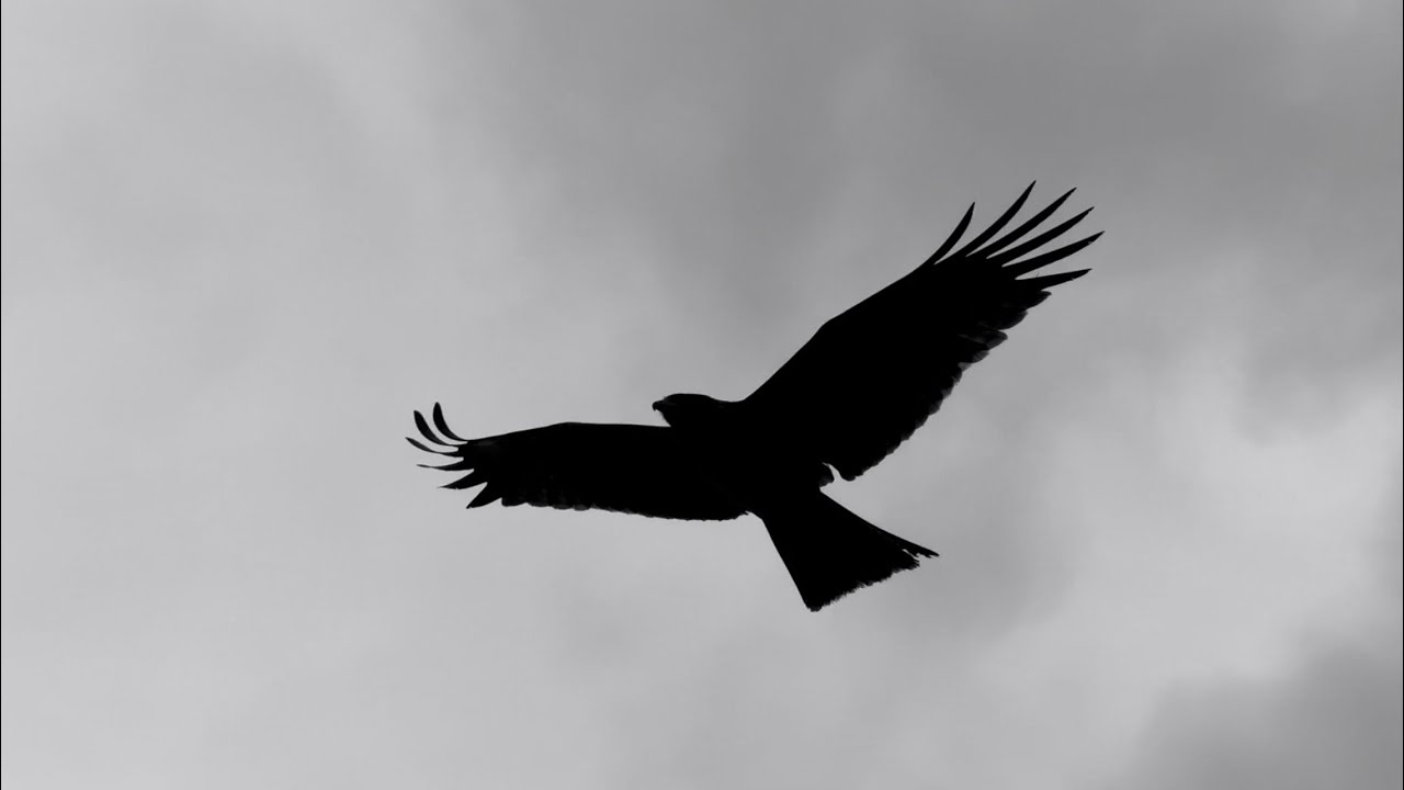 13.1.26.1117h Black Kites, White Skies and a Shopping Centre Piano.